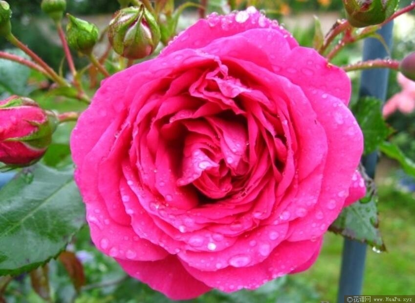 拉里萨月季的优缺点与资料品种介绍 – 花谱网