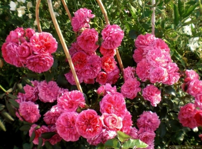 拉里萨月季的优缺点与资料品种介绍 – 花谱网