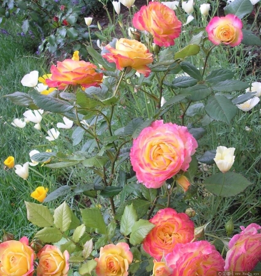 花园乐趣/花园喜悦