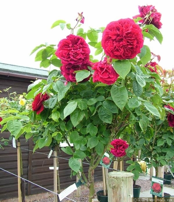 布莱斯威特/斯塔弗尔布雷思韦特月季的优缺点与资料品种介绍 – 花谱