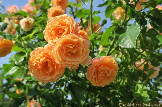 2019年德国ADR月季品种展示