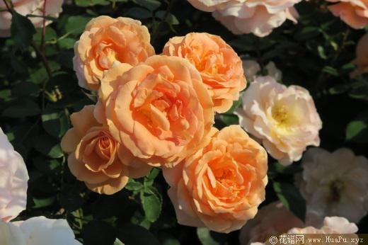 2019年德国ADR月季品种展示