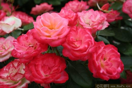 2019年德国ADR月季品种展示
