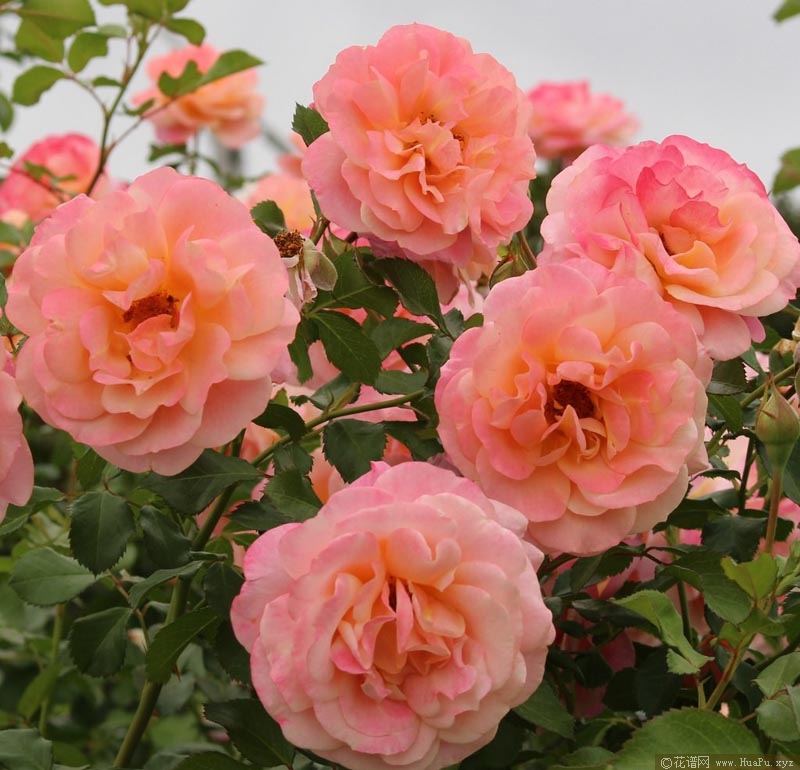 蜜桃冰淇淋/蜜桃梅尔芭