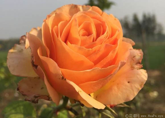 辛辣古董
