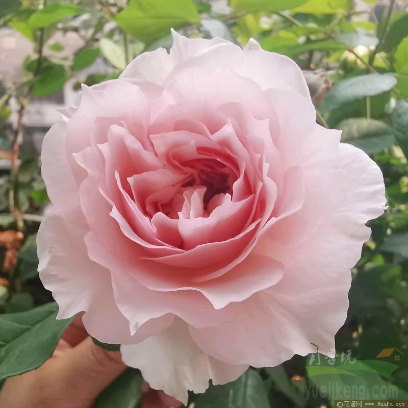 夏莉玛/夏利玛