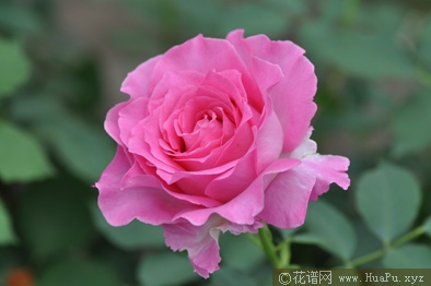 粉红公主
