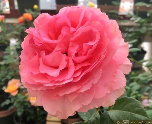 花香蜜语