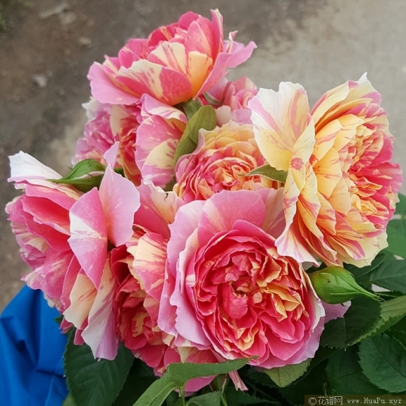 彩云