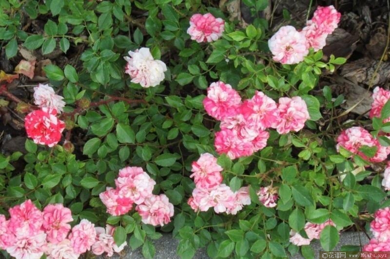 草莓卷/草莓色螺旋