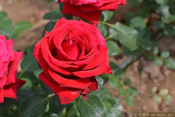 法兰西红/法国红