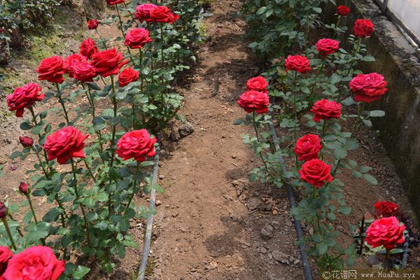 法兰西红/法国红