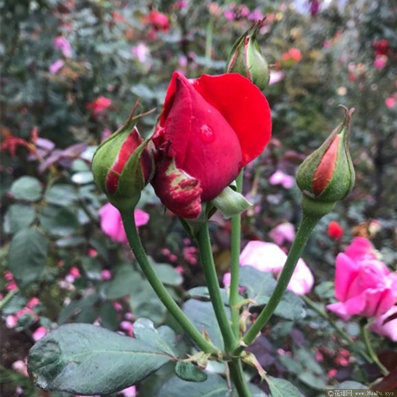 绯扇/菲扇 