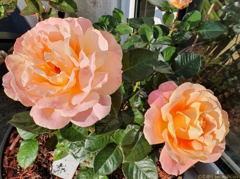 阿尔卑斯山日落