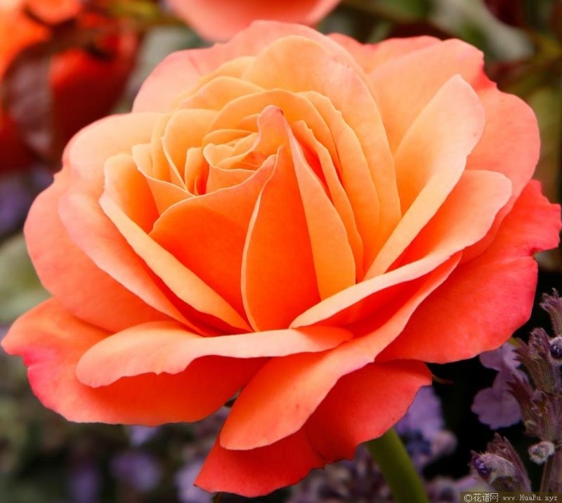 珊瑚狮子月季的优缺点与资料品种介绍 花谱网