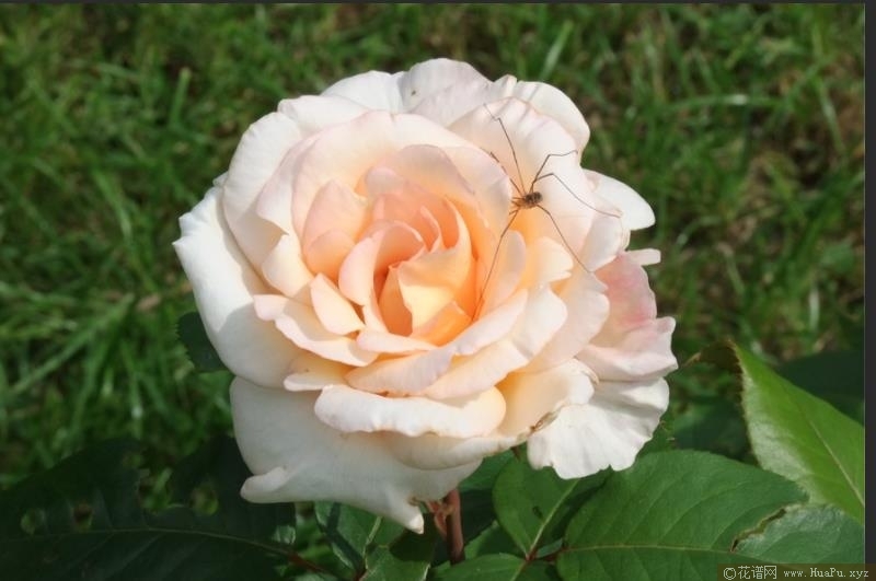 花园宝藏