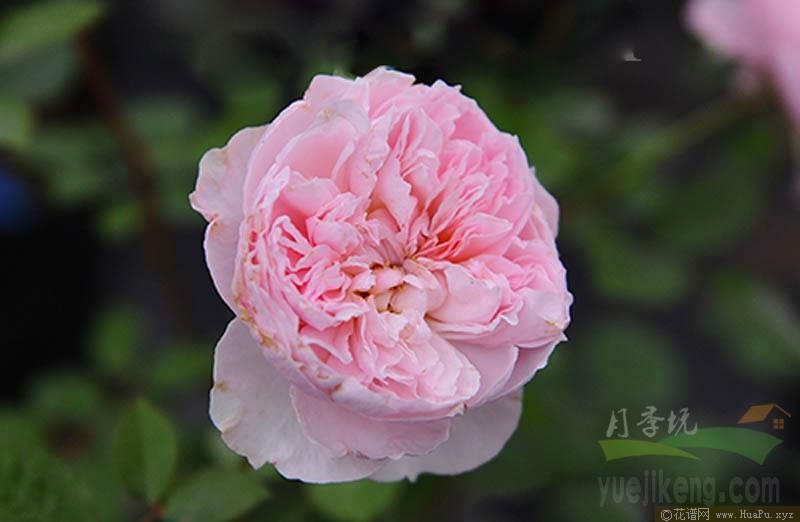 谢丽尔/谢莉尔