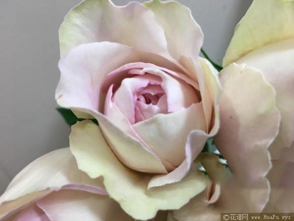 伊芙感谢香水/慈悲香水