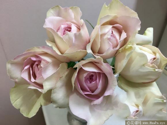 伊芙感谢香水/慈悲香水