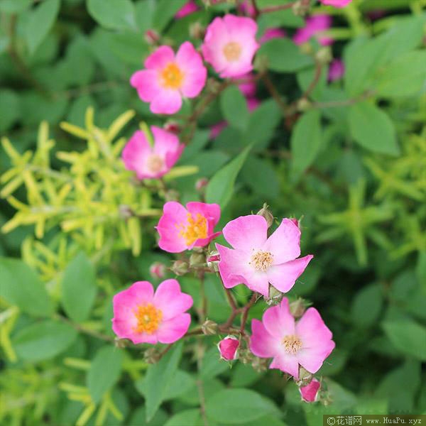 花小纹