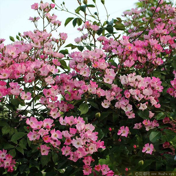 花小纹