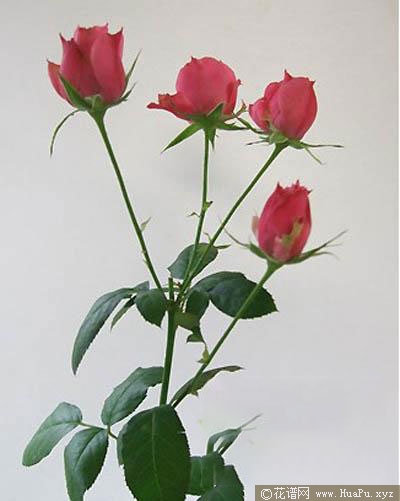 和花
