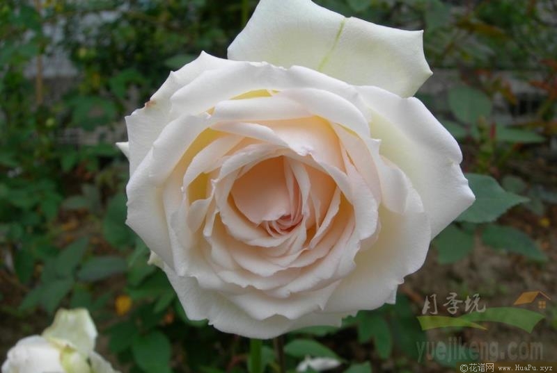 白薇夫人月季的优缺点与资料品种介绍 花谱网