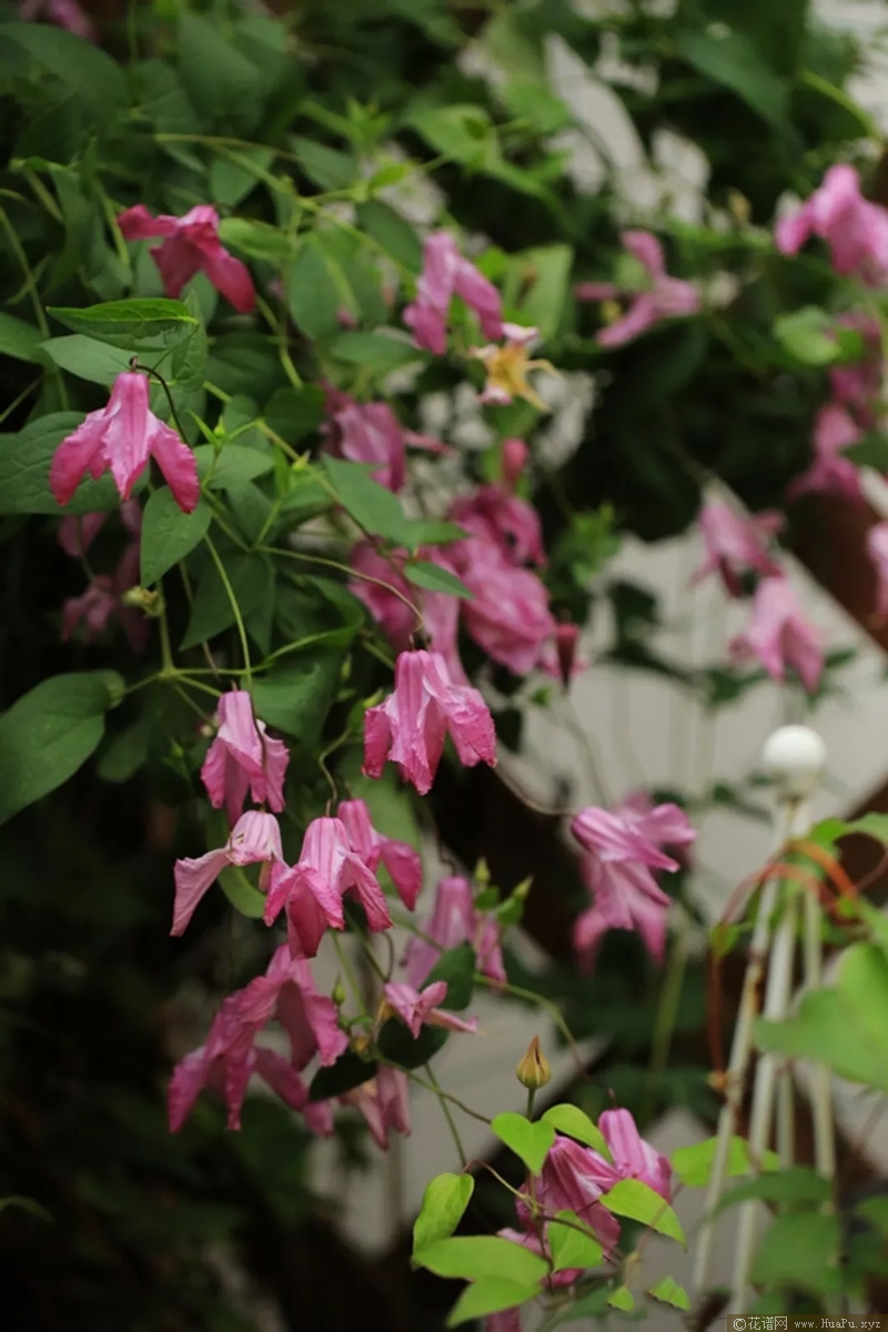 铁线莲阿柳(Alionushka)