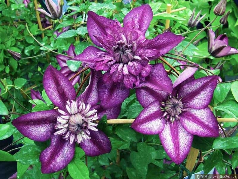 铁线莲 卡西斯（Cassis）
