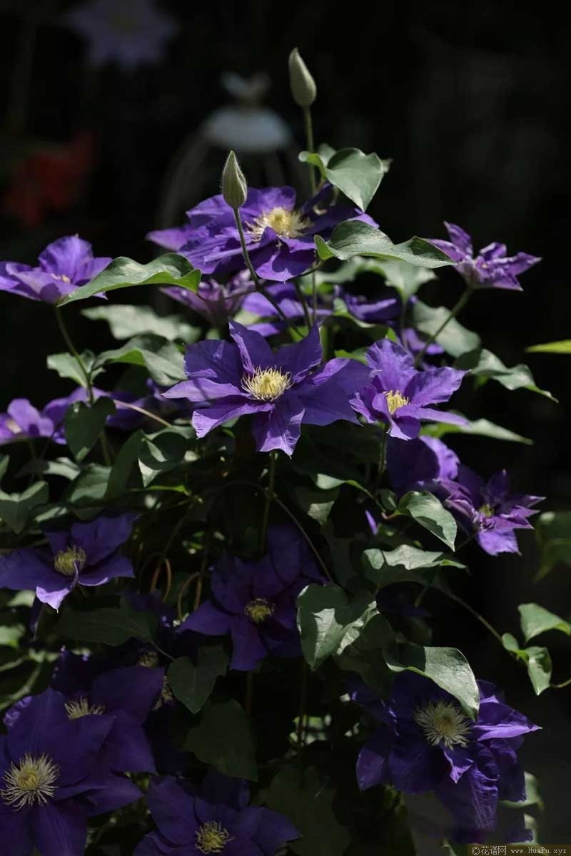 铁线莲 翠鸟(Kingfisher 'Evipo037')