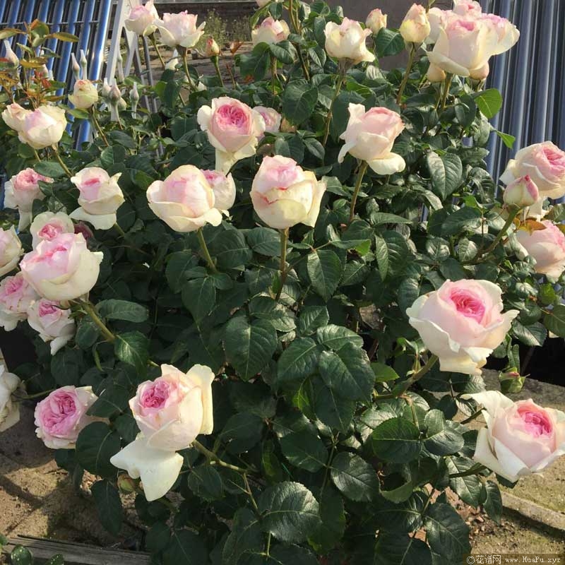盆栽月季花后养护