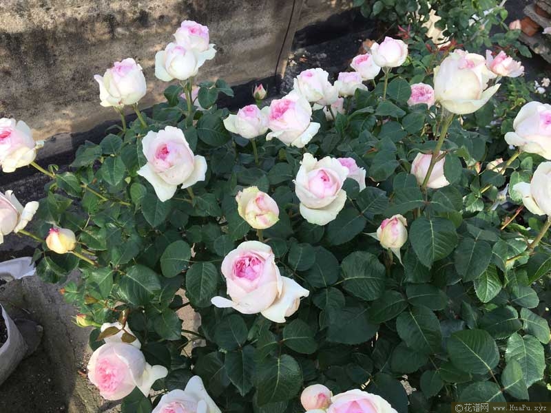 伊芙乙女心