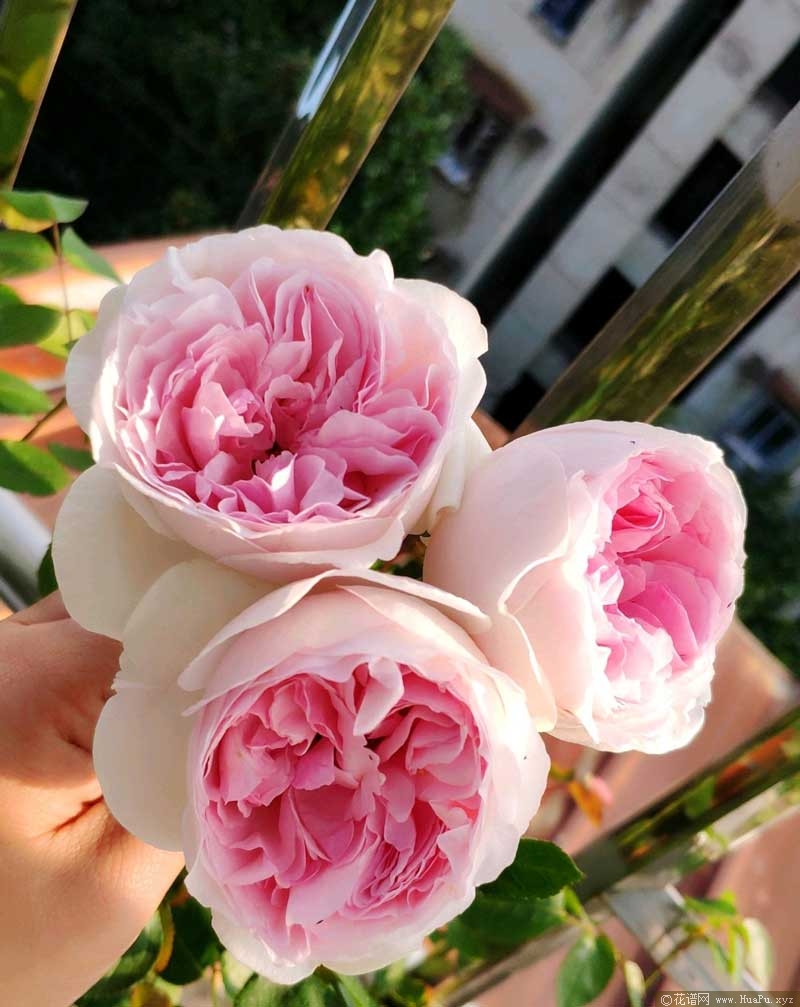 伊芙乙女心