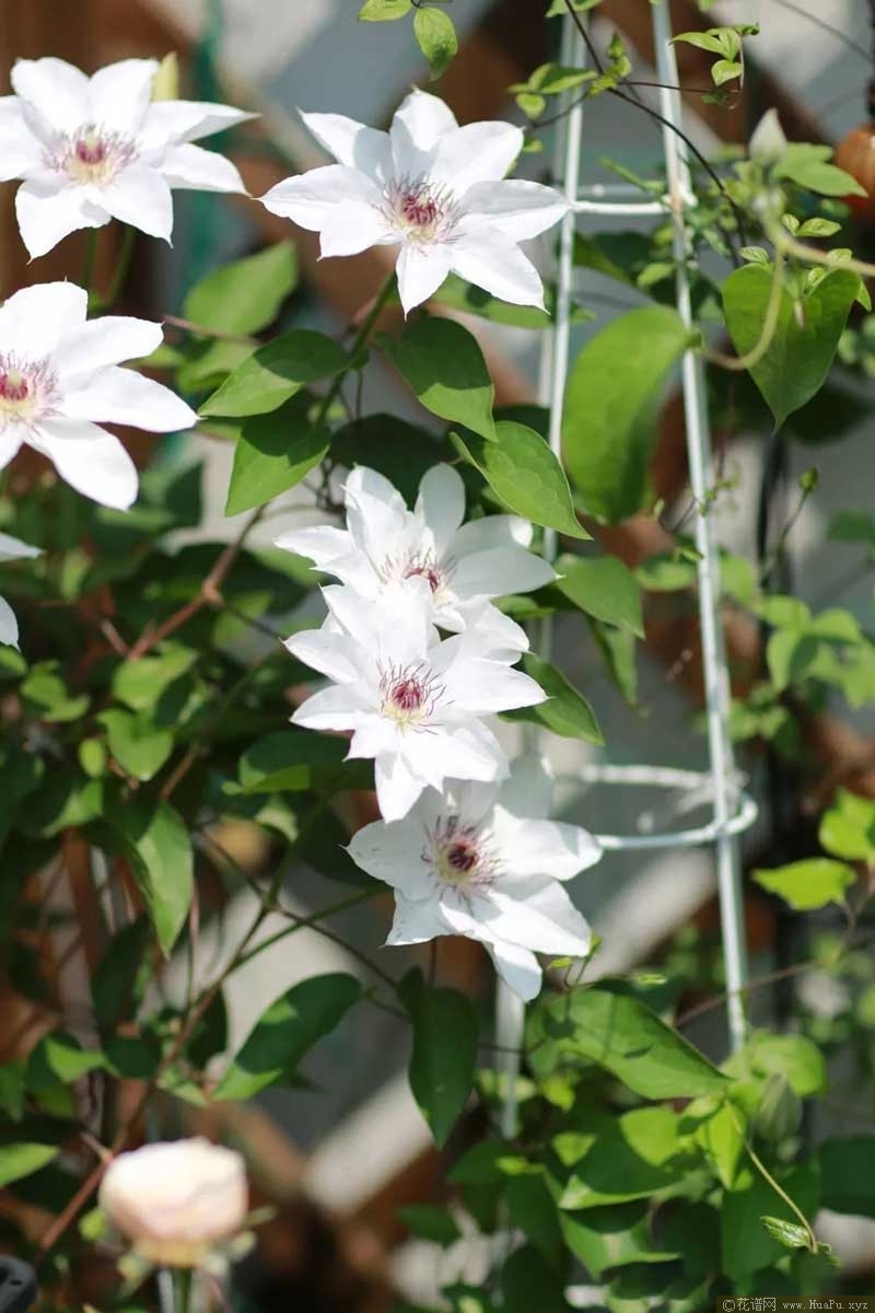 铁线莲 晴山(Haruyama)