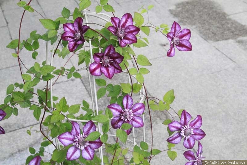铁线莲 卡西斯（Cassis）