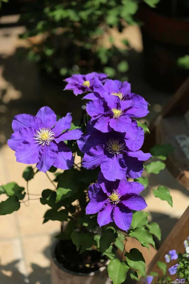 铁线莲 翠鸟(Kingfisher 'Evipo037')