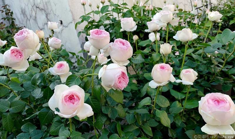 伊芙乙女心