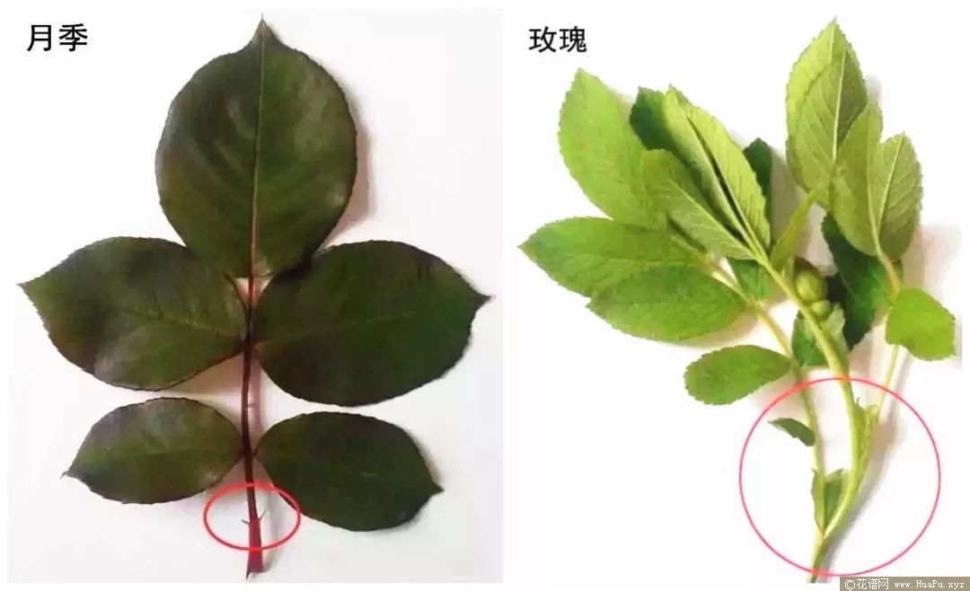 玫瑰和月季同属于蔷薇科,叶子很相似,但还是会有所区别。月季的小叶子有5~7片,比较光滑,叶面平整,有光泽。而玫瑰的小叶子…