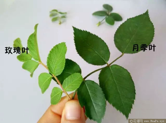 玫瑰和月季同属于蔷薇科,叶子很相似,但还是会有所区别。月季的小叶子有5~7片,比较光滑,叶面平整,有光泽。而玫瑰的小叶子…
