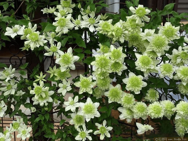 clematis-Alba Plena.jpg