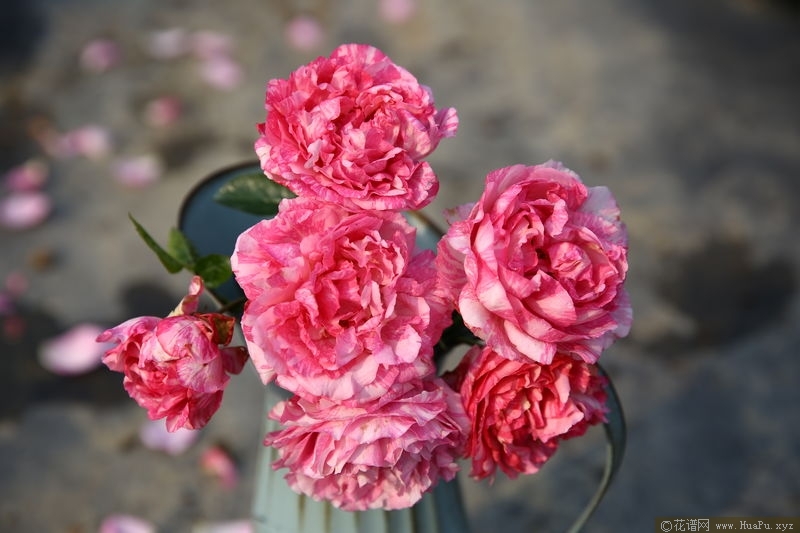 伊芙飞溅 