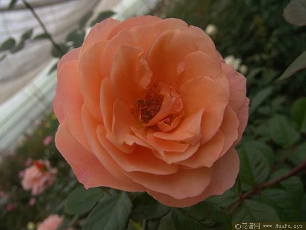 Zhang Zuo Shuang佐双月季
