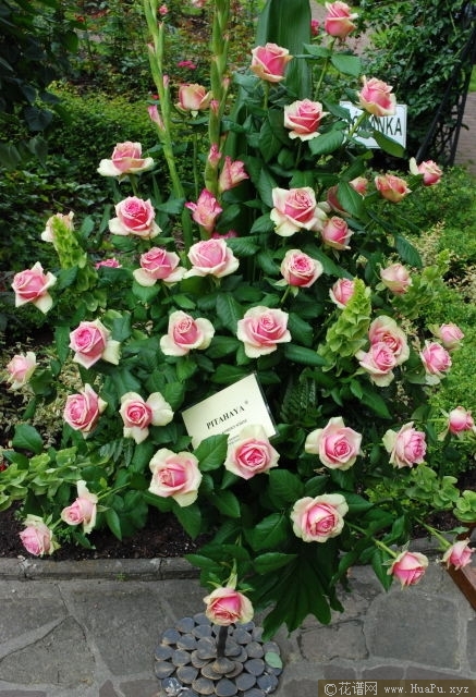 火龙果