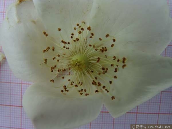 淡黄香水月季 