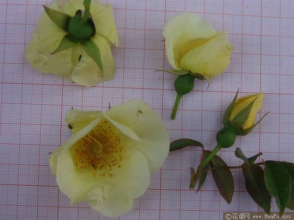 淡黄香水月季 