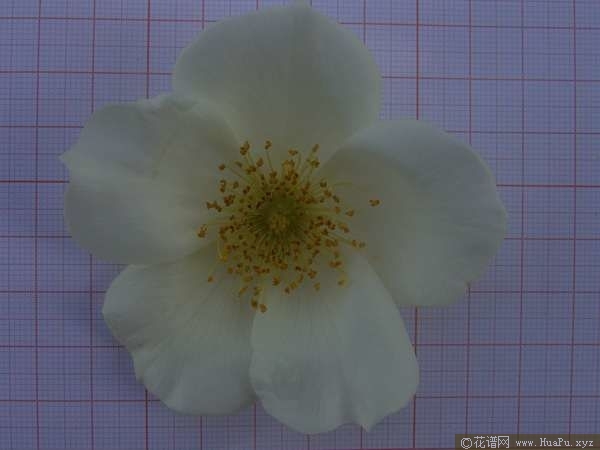 淡黄香水月季 