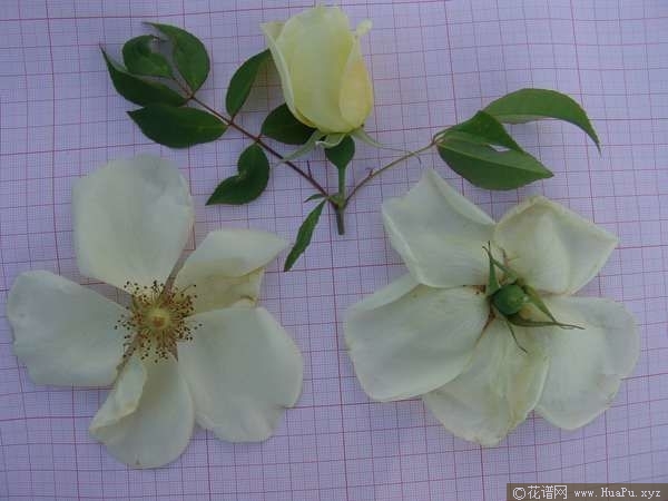 淡黄香水月季 