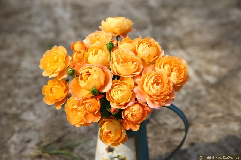 Rosa Terrazza Juicy果汁阳台 月季的优缺点与资料品种介绍 – 花圃网