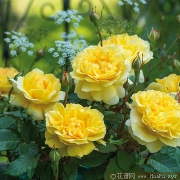 The Poet\'s Wife诗人的妻子