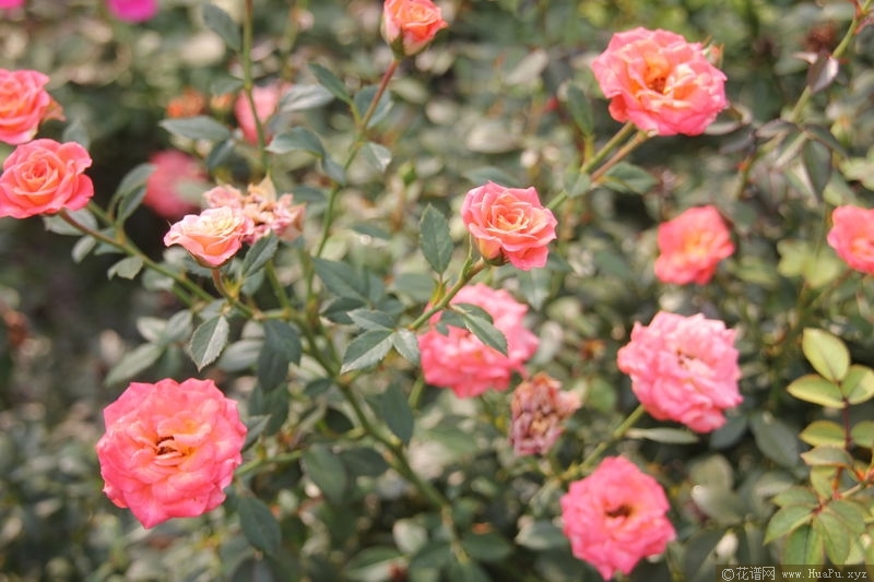 Peach Clementine柑橘